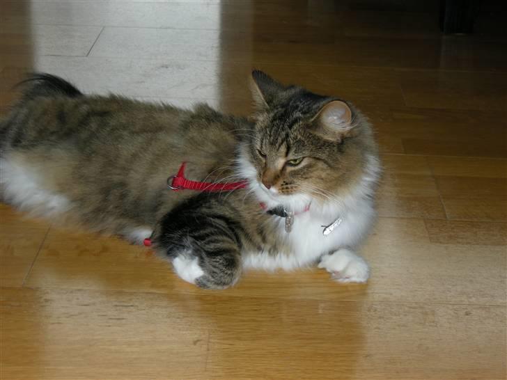 Blanding af racer Mille - Efter en tur i haven billede 4