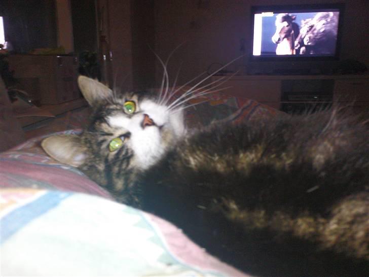 Blanding af racer Oskar billede 1