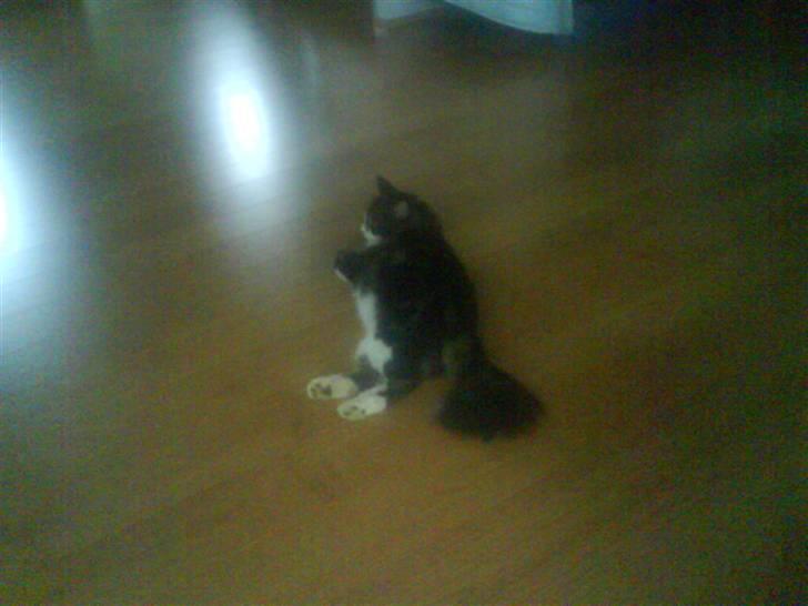 Blanding af racer Oskar billede 2