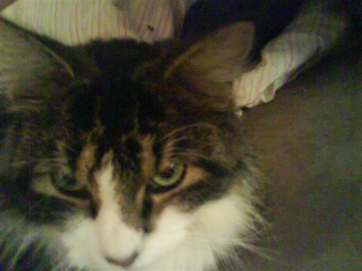 Blanding af racer Oskar billede 4