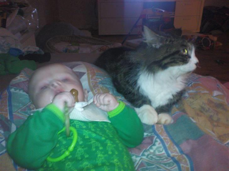 Blanding af racer Oskar billede 5