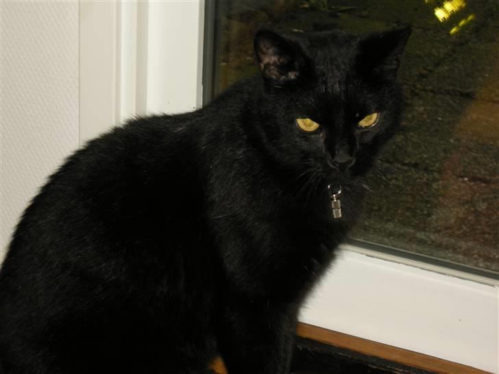 Blanding af racer Felix - Flot Fyr....Mig.. OH Yah.. billede 1