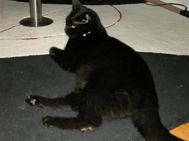 Blanding af racer Felix - Flydedyr billede 2