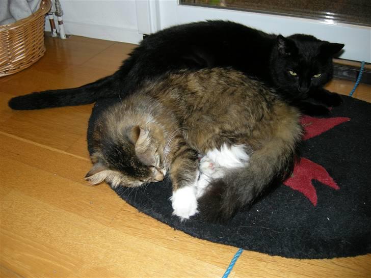 Blanding af racer Felix - Passer på Mille billede 3