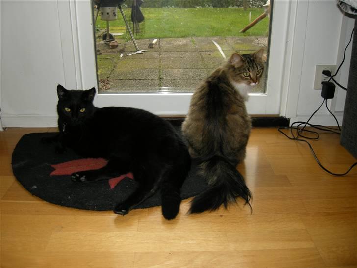 Blanding af racer Felix - Skal vi snart ud? billede 4