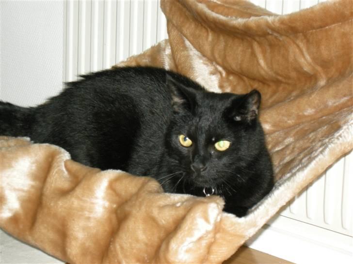 Blanding af racer Felix - Felix i hans nye seng billede 5