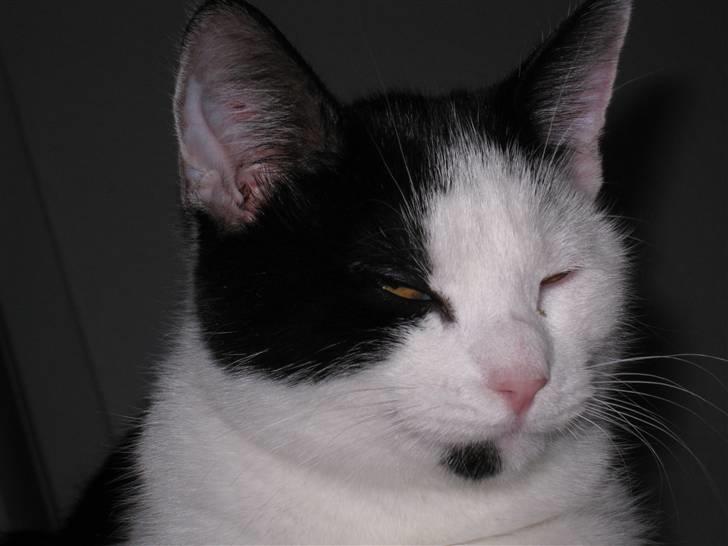 Huskat Rita - 3/11-08 billede 13