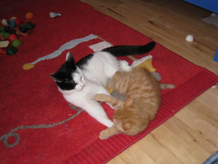 Huskat Rita - 3/11-08 billede 14