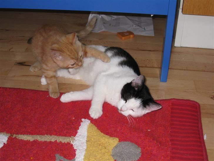 Huskat Rita - 3/11-08 billede 15