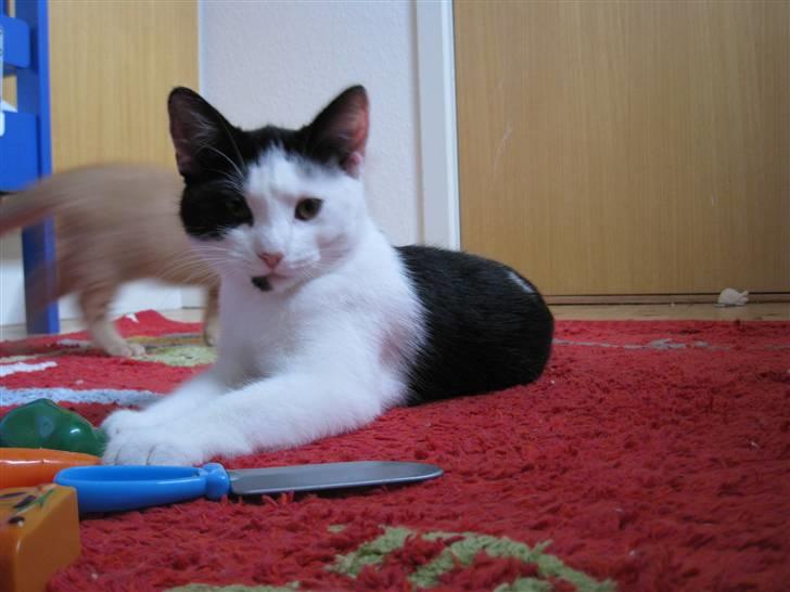 Huskat Rita - 3/11-08 billede 16