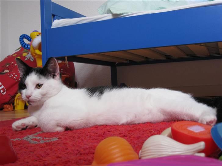 Huskat Rita - 3/11-08 billede 17