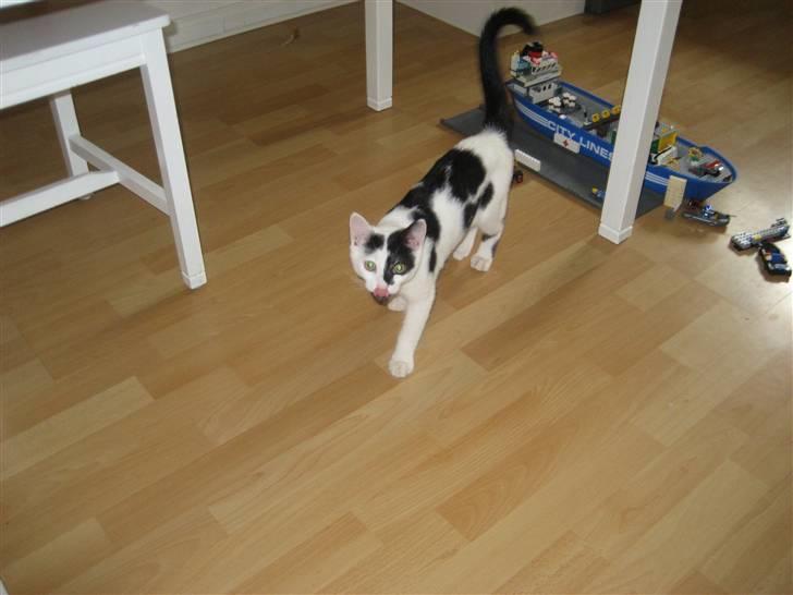 Huskat Muddie - R.I.P :´( billede 11