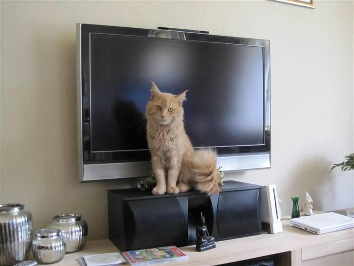 Maine Coon bastian - var der nogen der sagde mad billede 1