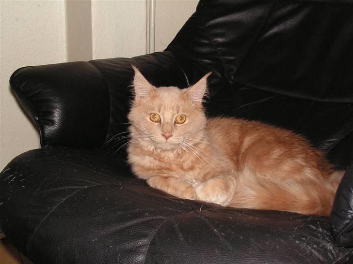 Maine Coon bastian - min ynglings stol billede 3
