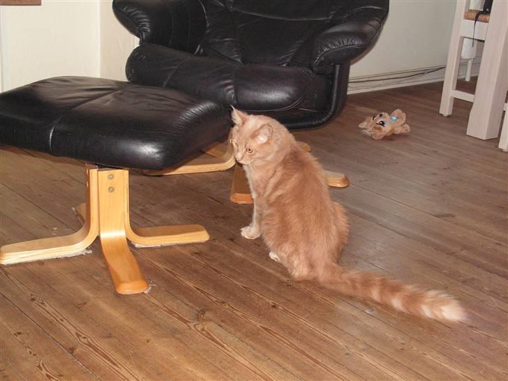 Maine Coon bastian billede 4