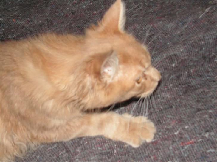 Maine Coon bastian billede 5