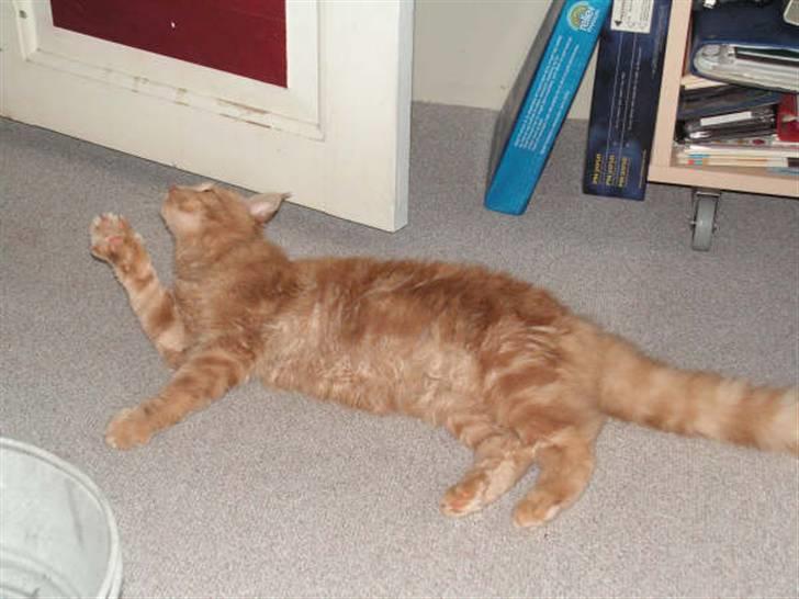 Maine Coon bastian - kan i se mig nu billede 6