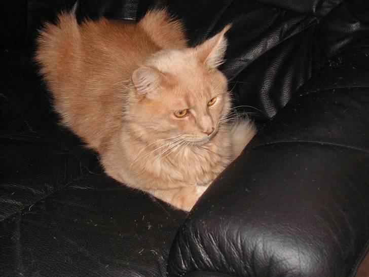 Maine Coon bastian billede 7