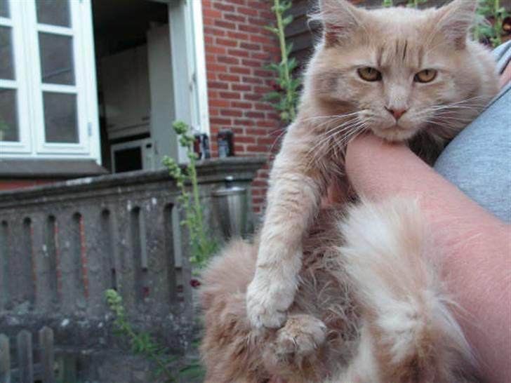 Maine Coon bastian - hmm jeg hader når de bærer mig billede 8