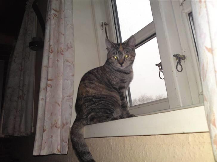Huskat Lille pigen  billede 4