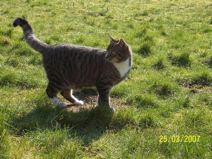 Huskat Snip - Uha.! der er noget bag mig:) billede 3