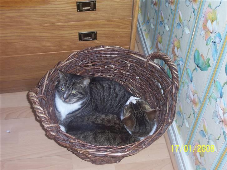 Huskat Snip - Jaa.! fandt et nyt sted at slappe af:p billede 4