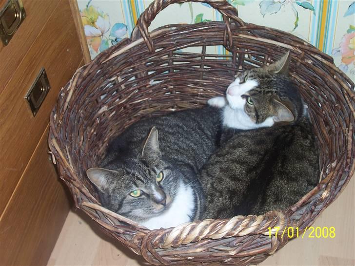 Huskat Snip - Hva kigger du på c(: ? billede 5