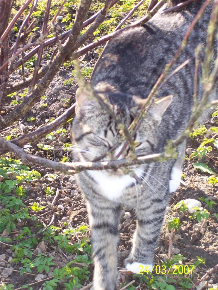 Huskat Snip - Ihh.! se lige mig:)  billede 6