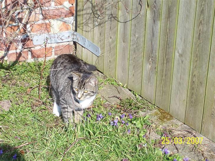 Huskat Snip - Ahhh.! Jeg tror lige jeg sætter mig i solen en gang:) billede 7