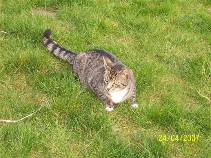 Huskat Snip - Så Rita..! Nu kommer jeg:D klar, parat løb.! billede 8