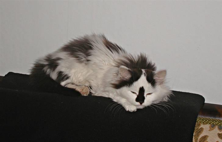 Blanding af racer Mussie (DØD) billede 1