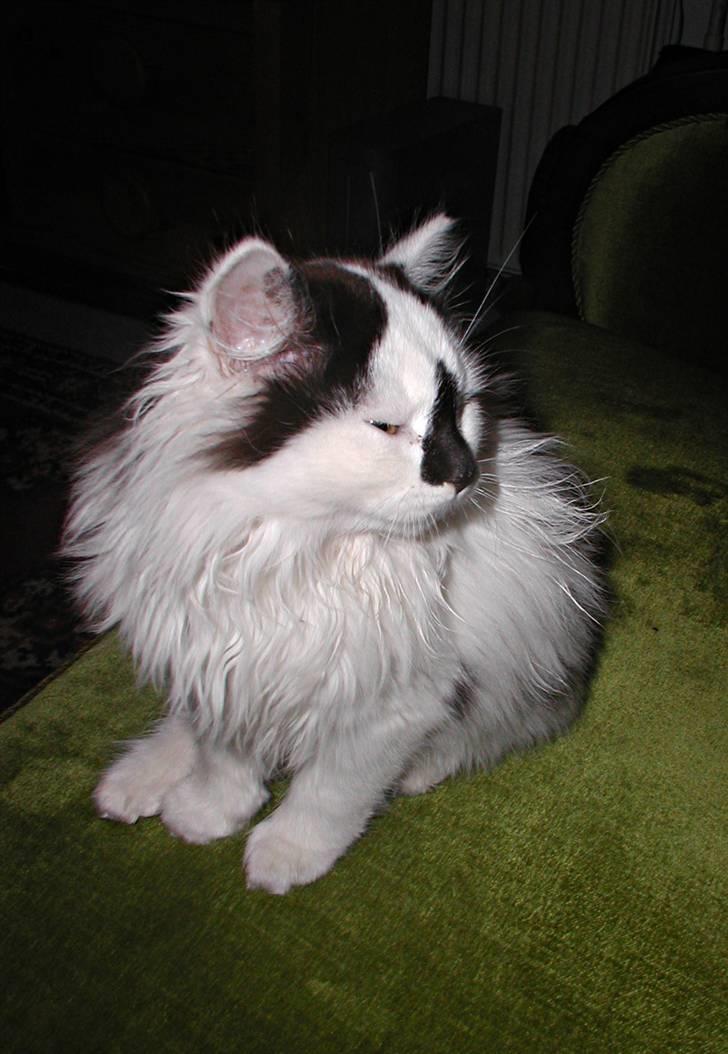 Blanding af racer Mussie (DØD) billede 2