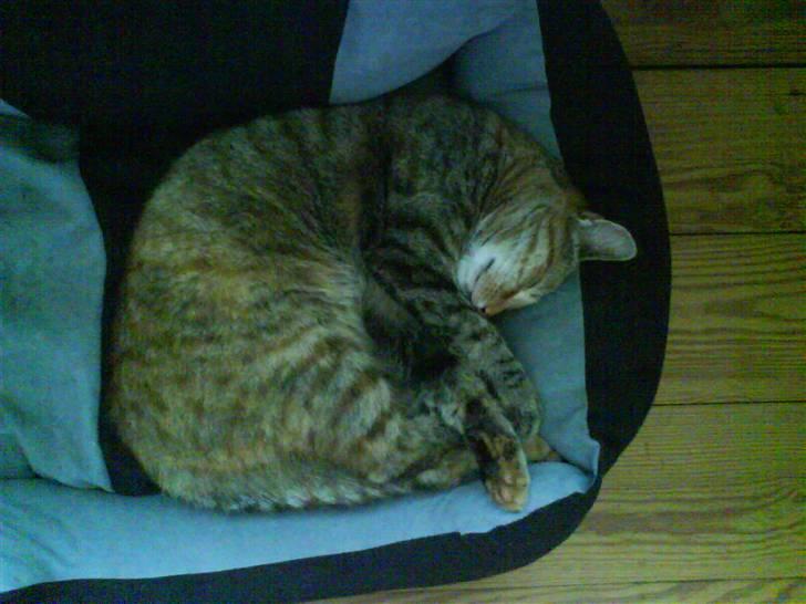 Huskat Pippi Amalie - så blev damen lidt træt <3 billede 2