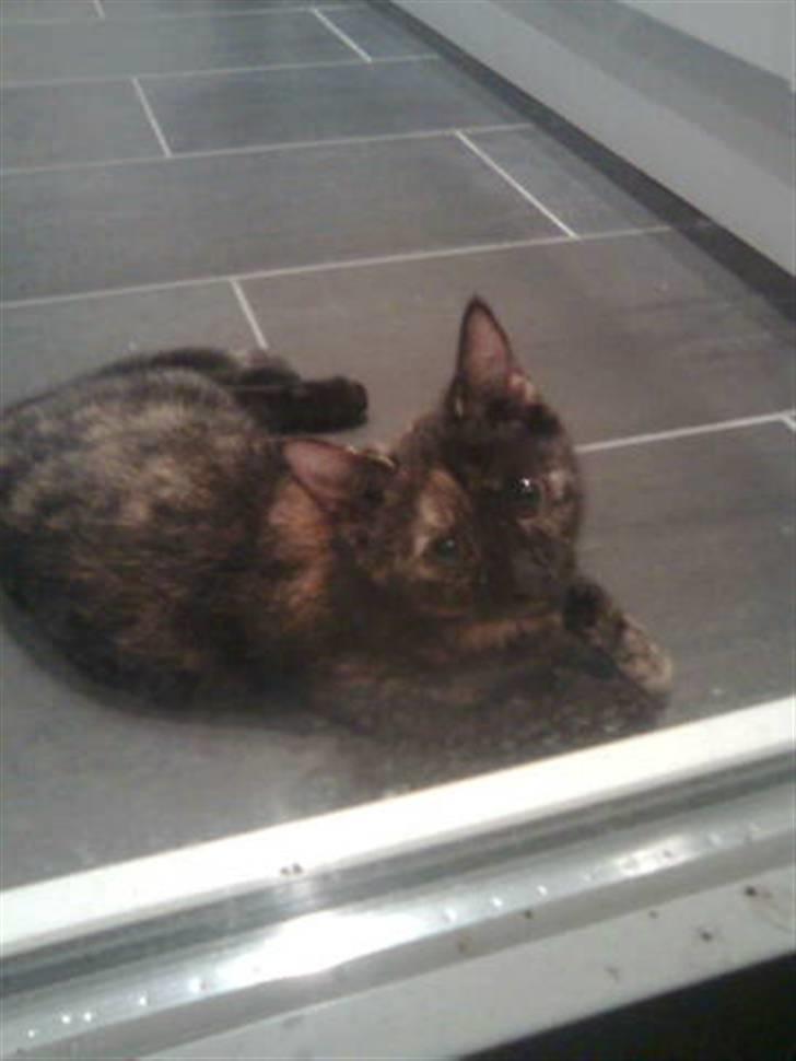 Huskat Lisa  - Lisa venter på far kommer hjem :D billede 6