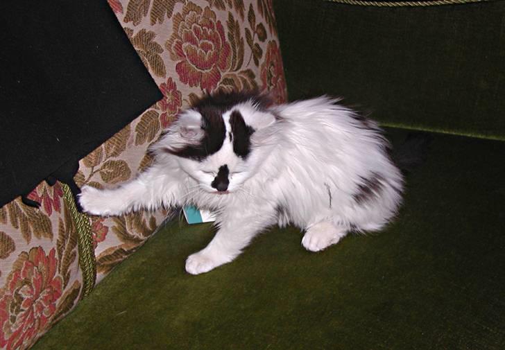 Blanding af racer Mussie (DØD) billede 3