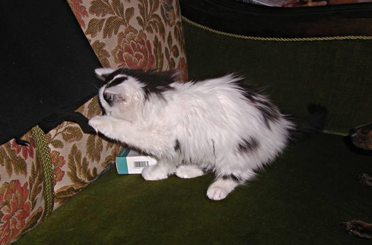 Blanding af racer Mussie (DØD) billede 4