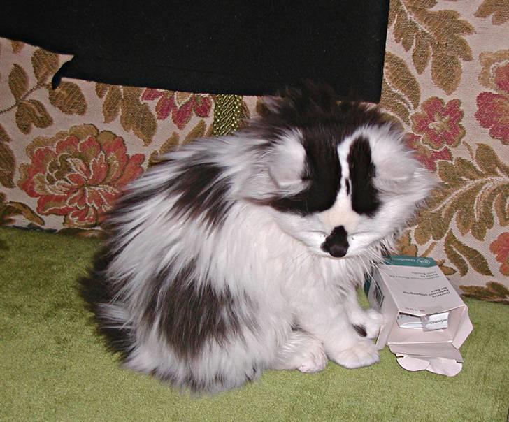 Blanding af racer Mussie (DØD) billede 5