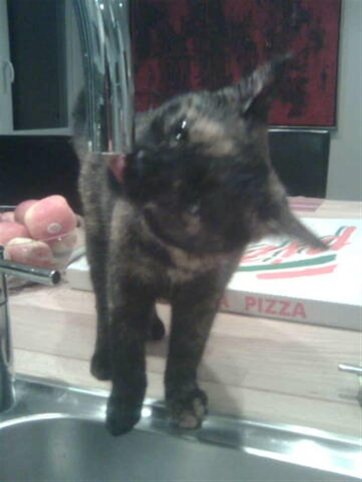 Huskat Lisa  - Så blev hun lidt tørstig . billede 8