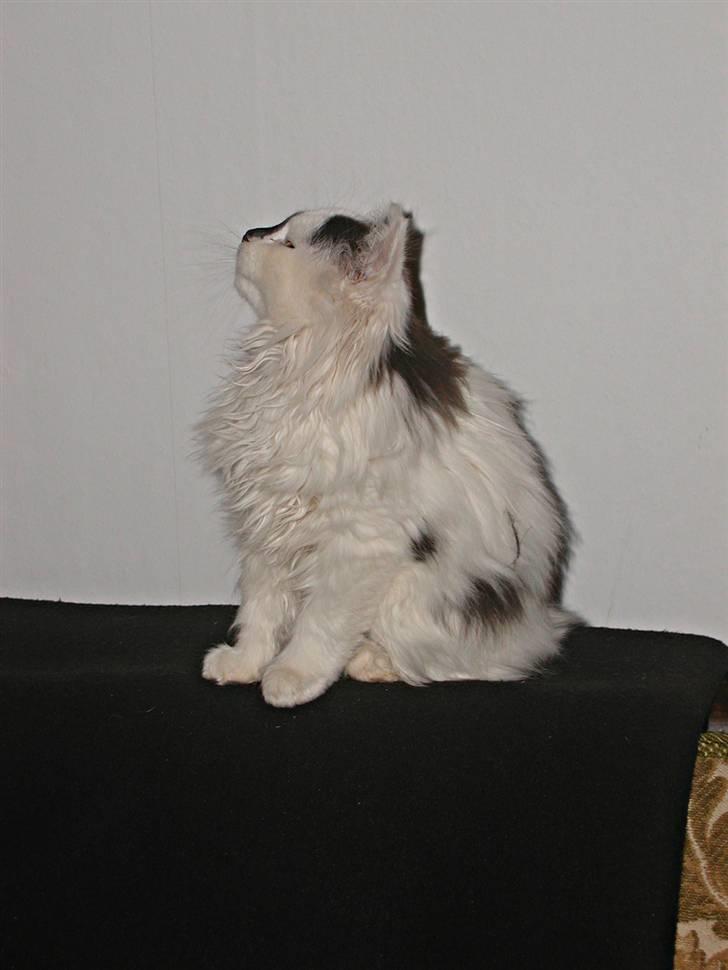 Blanding af racer Mussie (DØD) billede 6