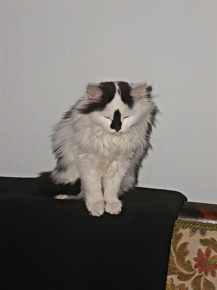 Blanding af racer Mussie (DØD) billede 7