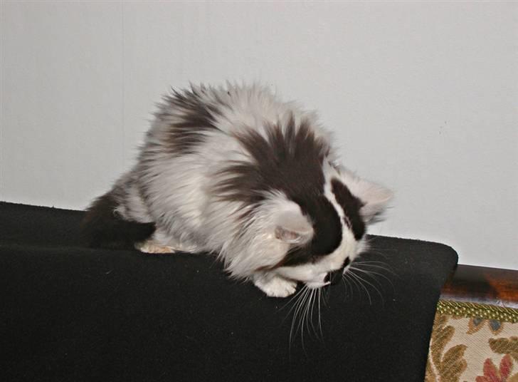 Blanding af racer Mussie (DØD) billede 8