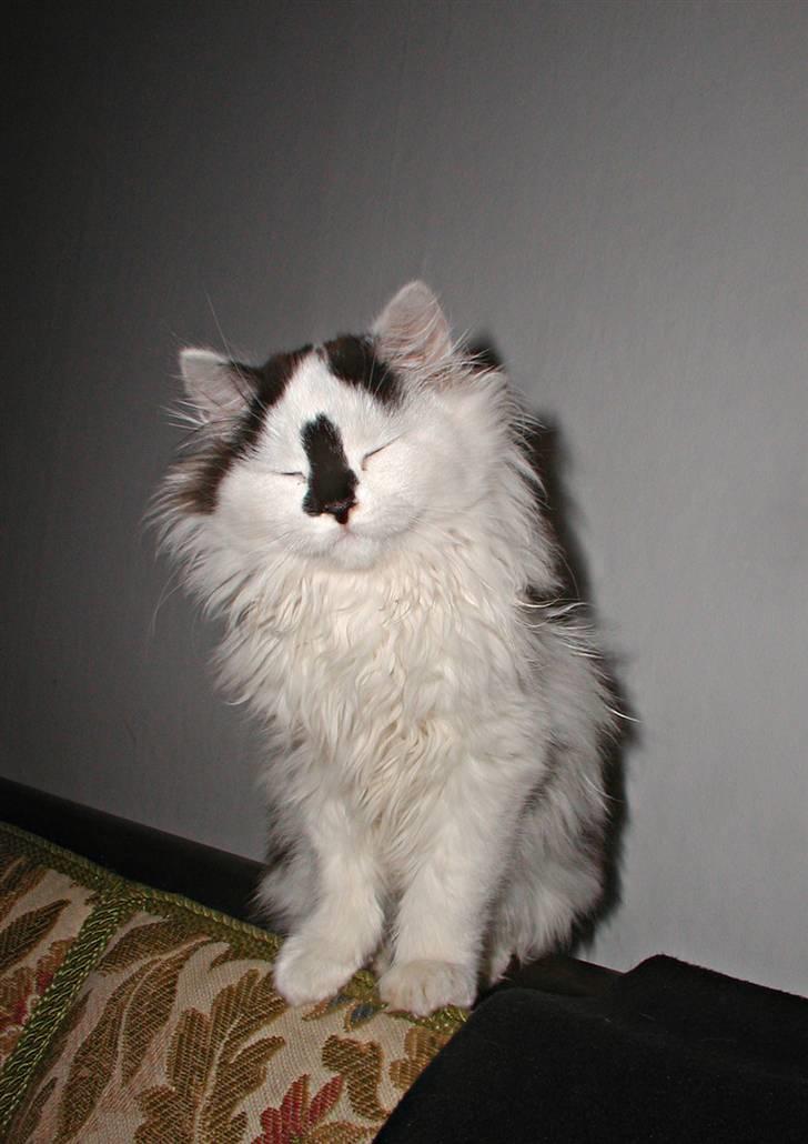 Blanding af racer Mussie (DØD) billede 9