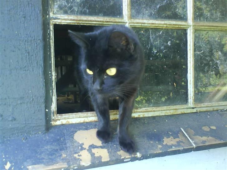 Huskat Miss Bjarne  - Bjarne leger panter :b billede 2