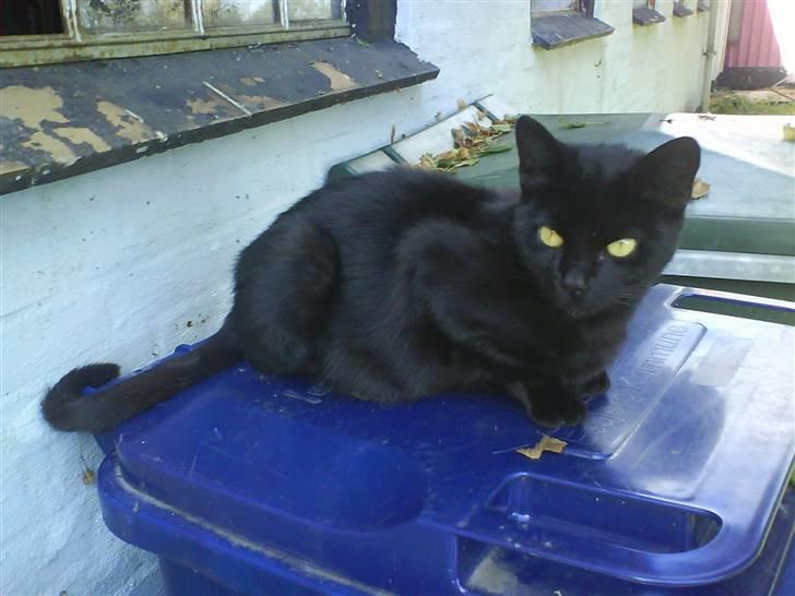 Huskat Miss Bjarne  - Gravide Bjarne slapper af ude på skraldespanden, & nyder solen billede 3