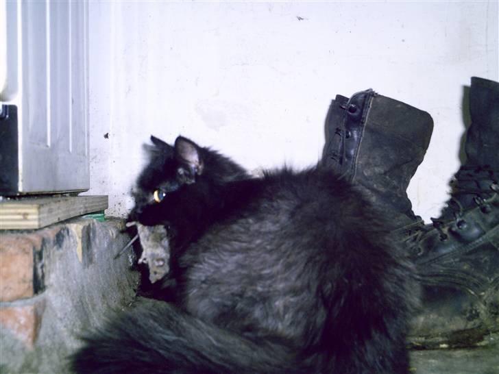 Blanding af racer Bumle*død* billede 13