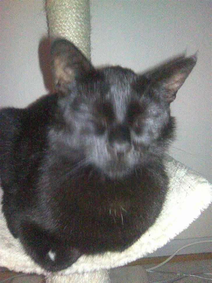 Huskat Malou billede 13