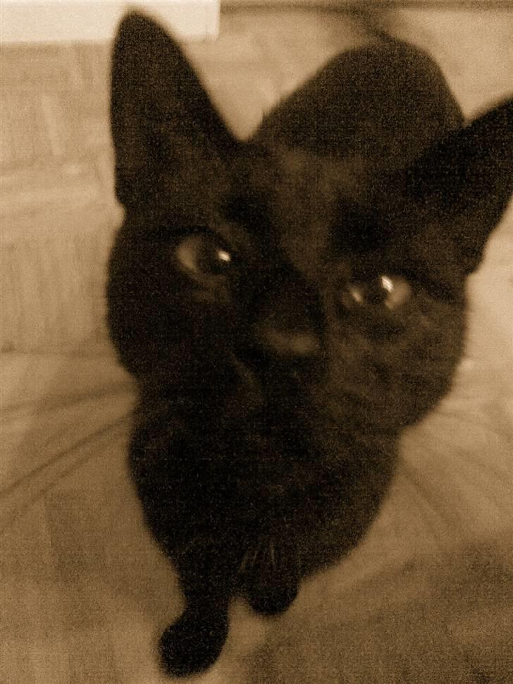 Huskat Malou - hej med dig :) billede 14