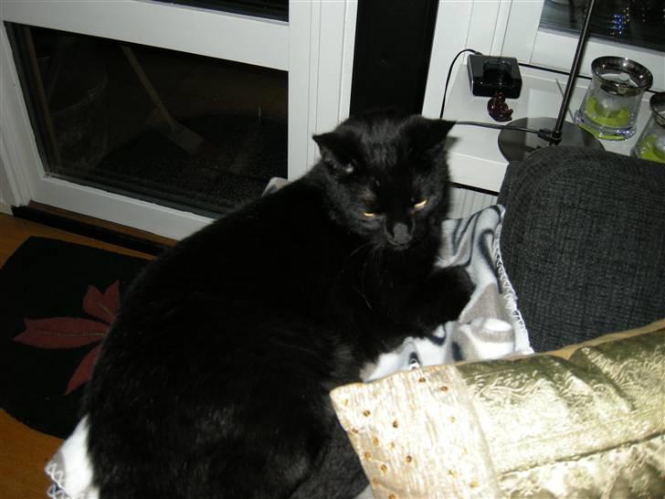 Blanding af racer Felix - Jeg passer lige på sofaen.. billede 6