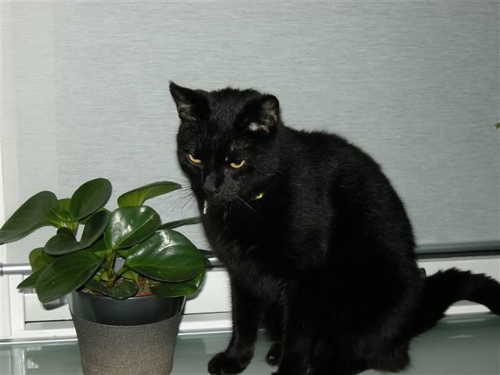 Blanding af racer Felix - Holder øje med jer billede 7