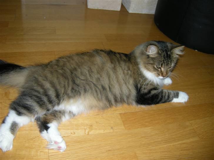 Blanding af racer Mille - Flyder lige lidt billede 6